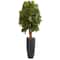 5.5ft. Fiddle Leaf Tree in Gray Cylinder Planter